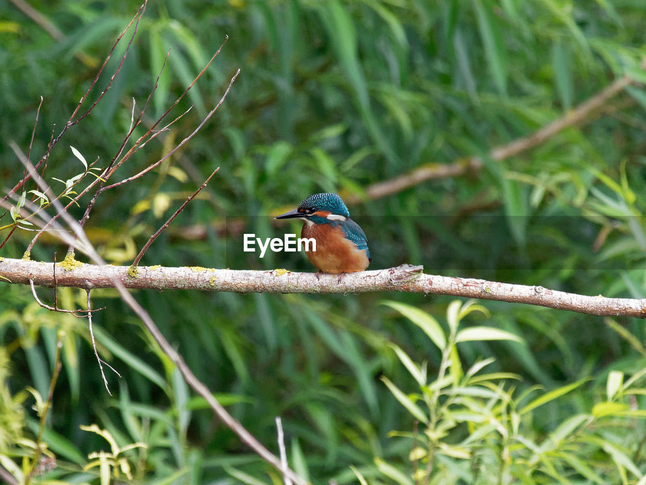 BIRD PERCHING ON BRANCH AGAINST BLURRED BACKGROUND