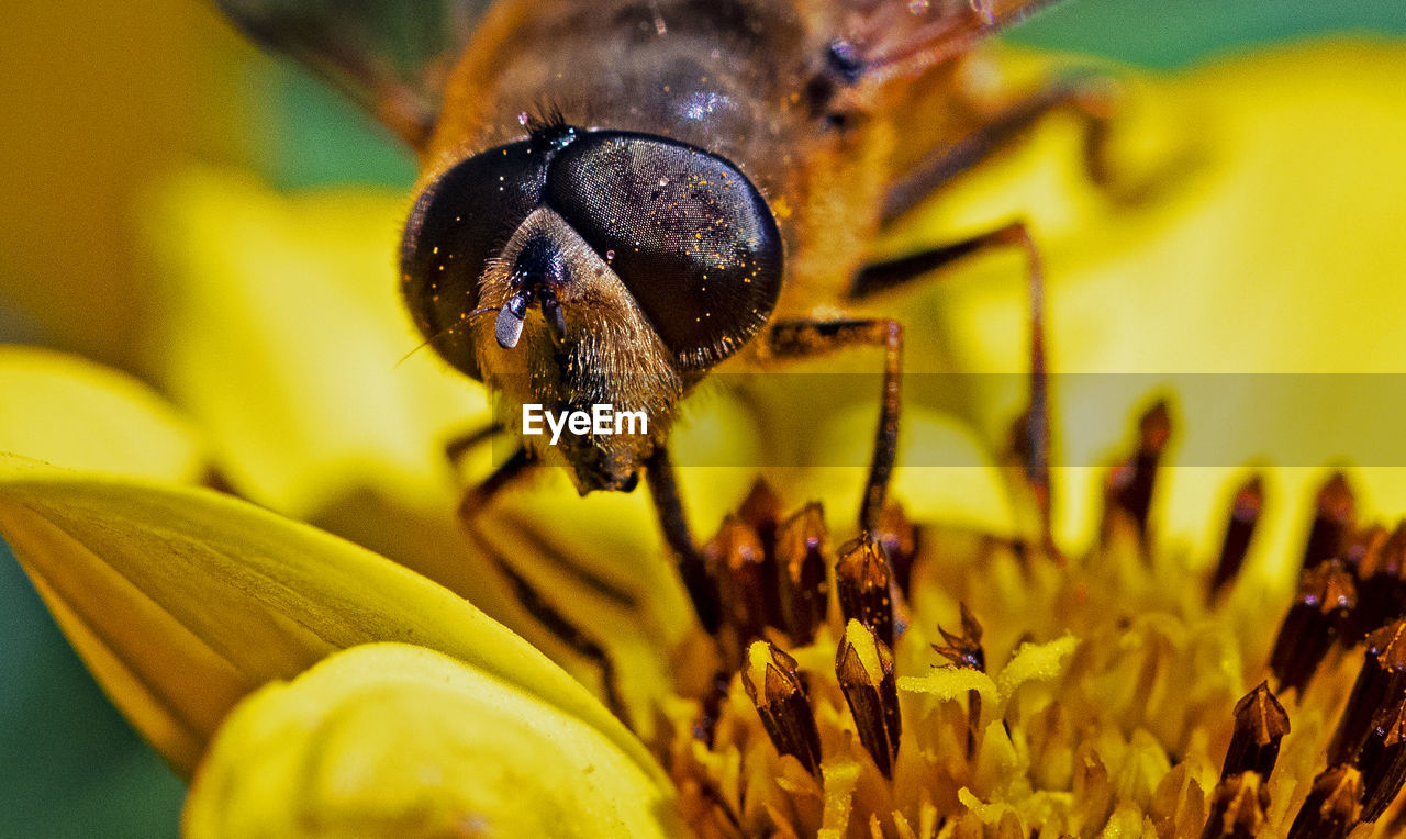 CLOSE-UP OF HONEY BEE POLLINATING ON FLOWER