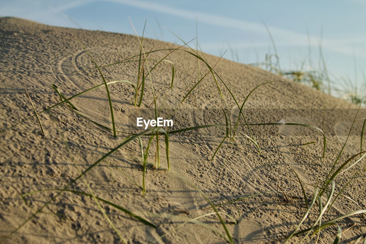 CLOSE-UP OF PLANT ON SAND AT BEACH