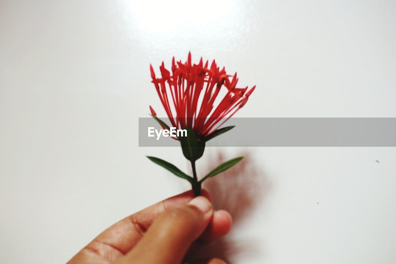 CLOSE-UP OF HAND HOLDING RED ROSE