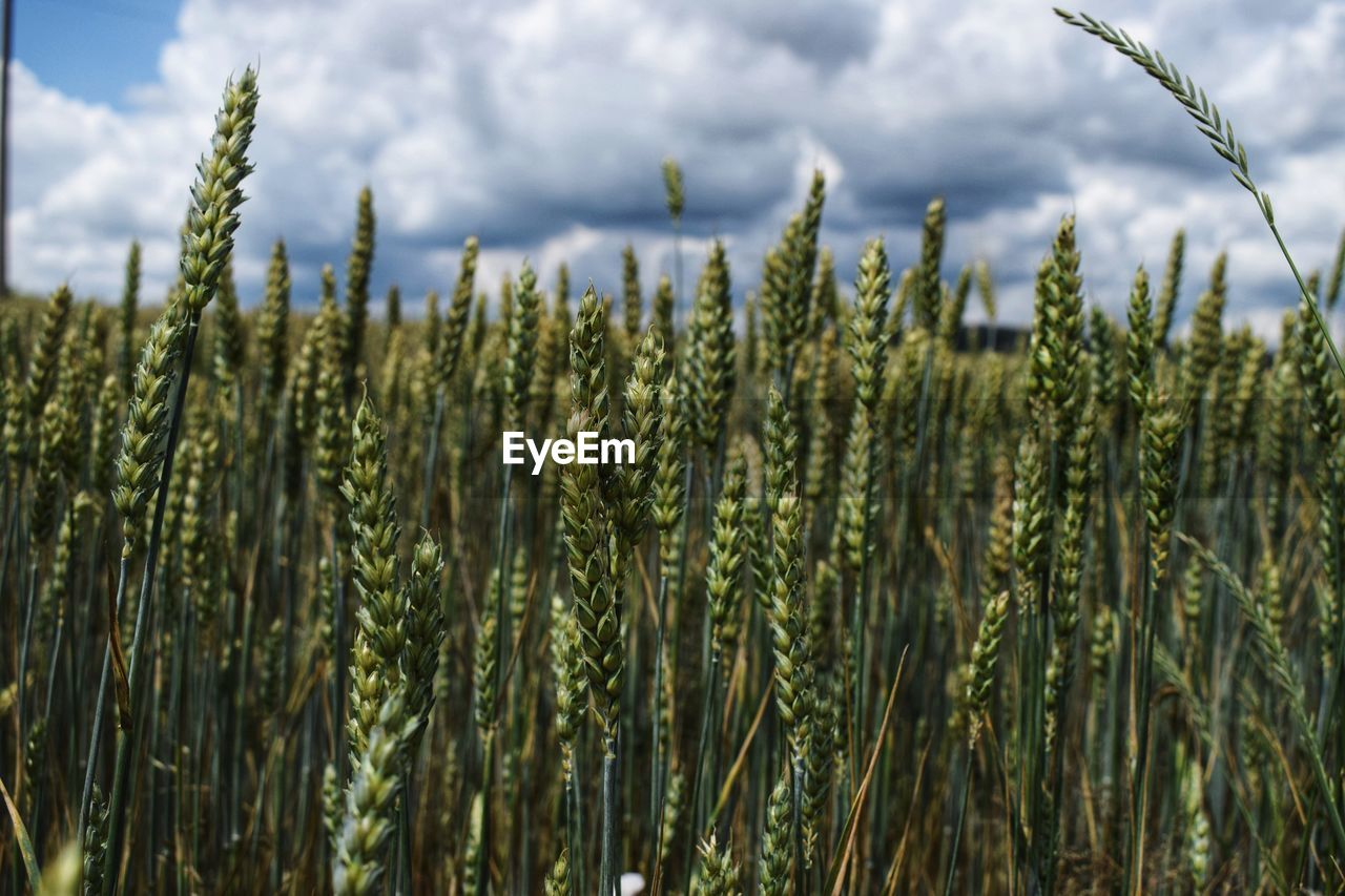 CLOSE-UP OF STALKS IN FIELD