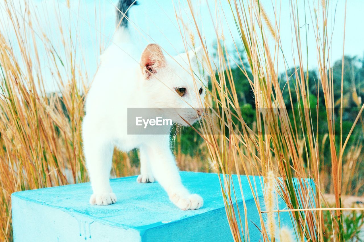 Close-up of cat standing seat