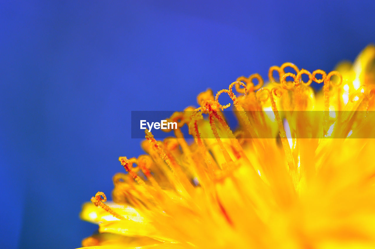 Close-up of yellow flower against blue sky