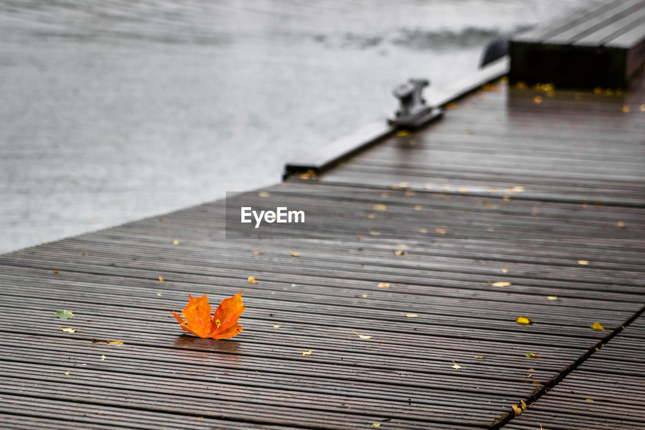 CLOSE-UP OF LEAF ON PIER OVER LAKE