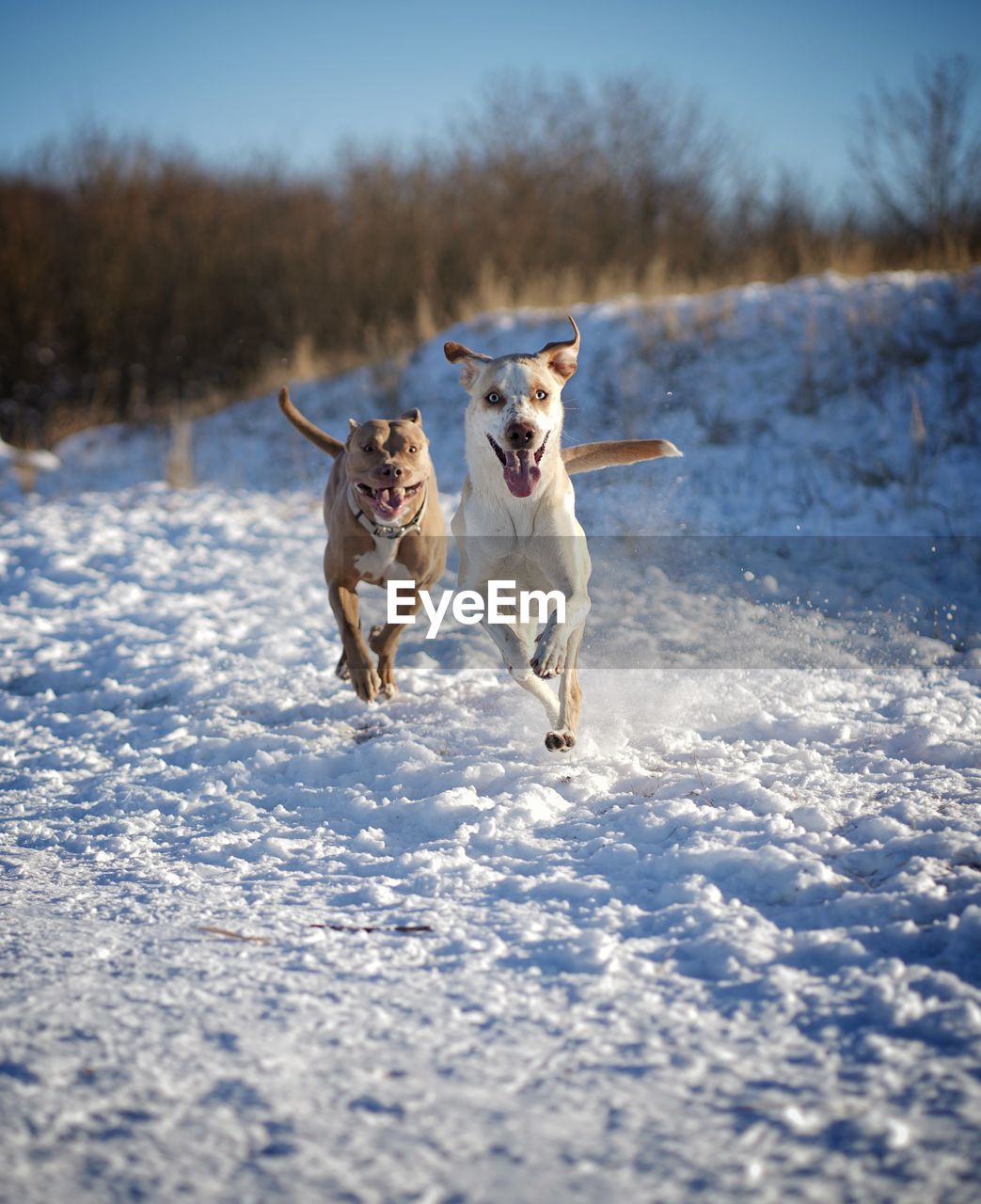 Dog running on snow covered land