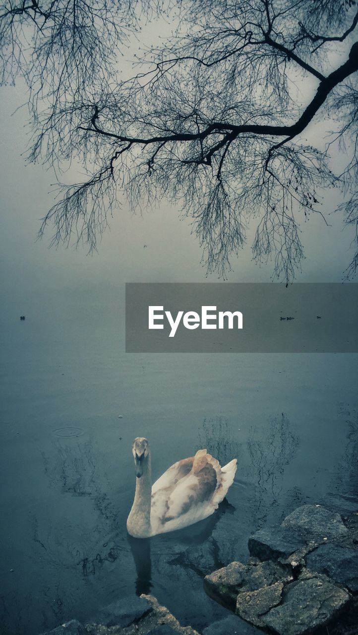 Swan swimming in lake during foggy weather