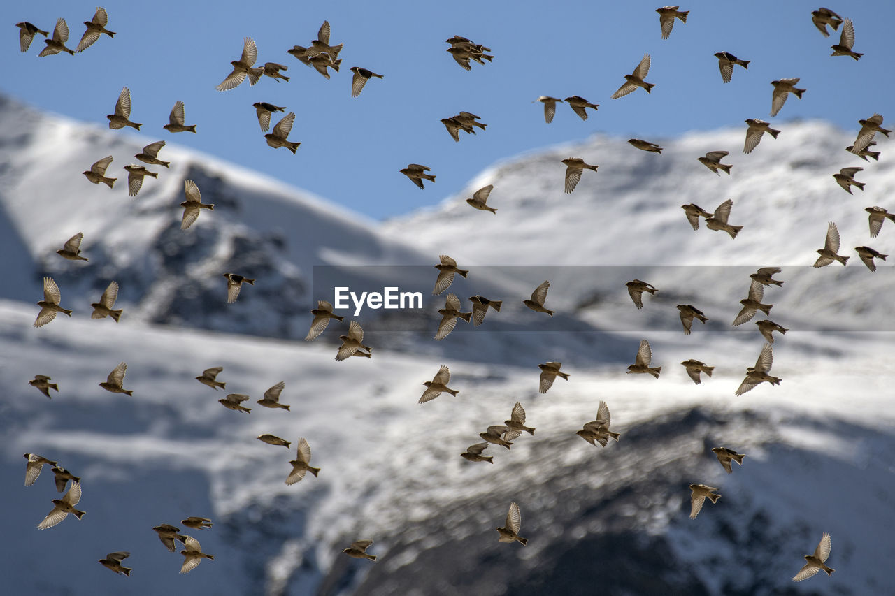 Flock of finches flying in mountains area
