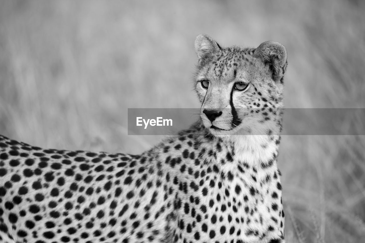 A portrait of a cheetah in the grass landscape