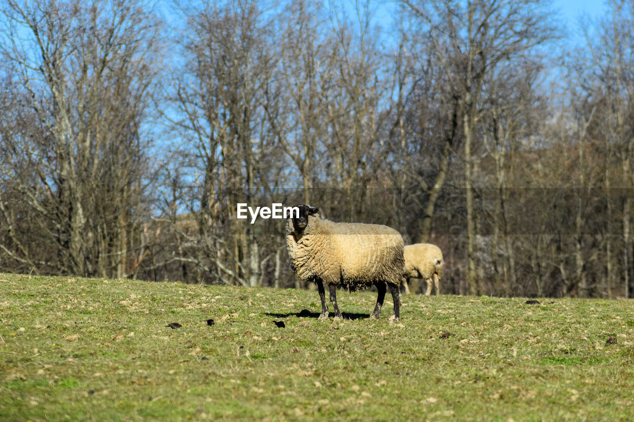 VIEW OF SHEEP ON LANDSCAPE
