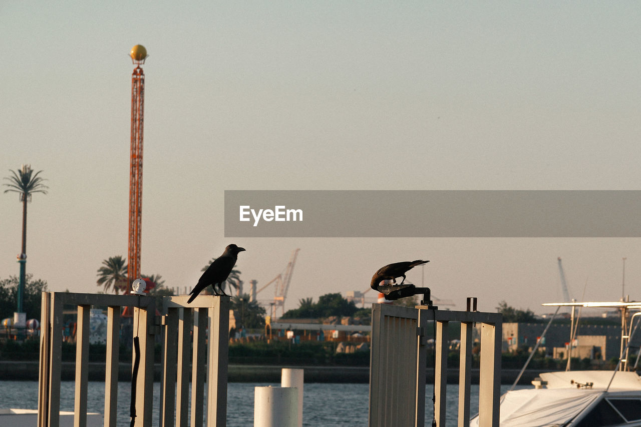 SEAGULLS PERCHING ON WOODEN POST