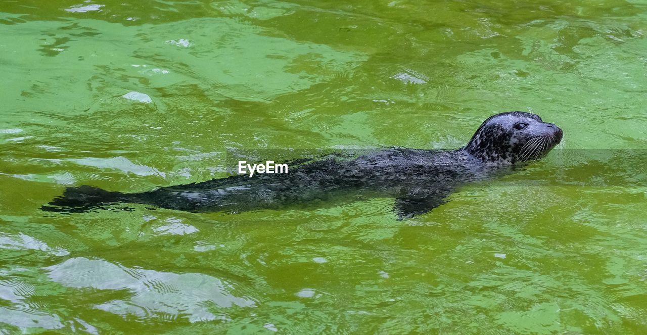 HIGH ANGLE VIEW OF TURTLE IN WATER