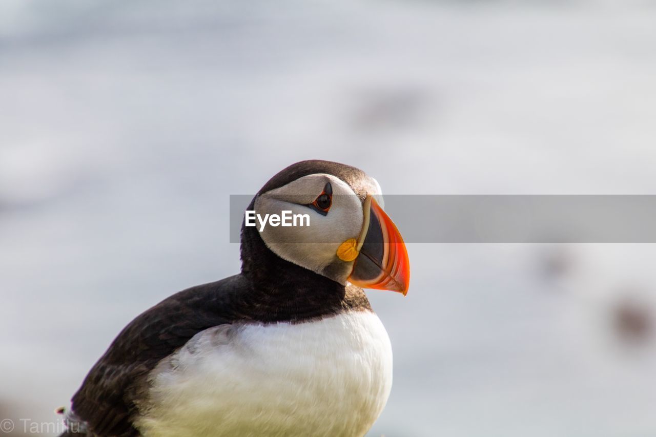 Close-up of a puffin bird