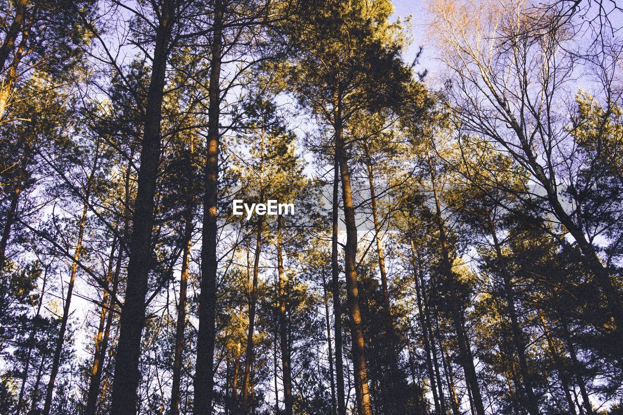 LOW ANGLE VIEW OF PINE TREES AGAINST SKY IN FOREST