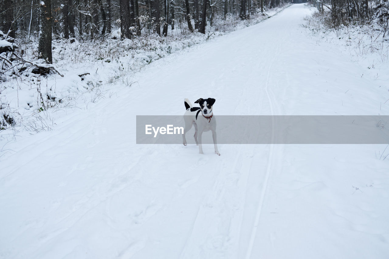 Young dog on a snow covered road in a forest in winter