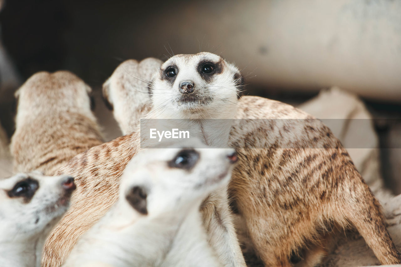 CLOSE-UP OF SHEEP SITTING ON LOOKING AWAY