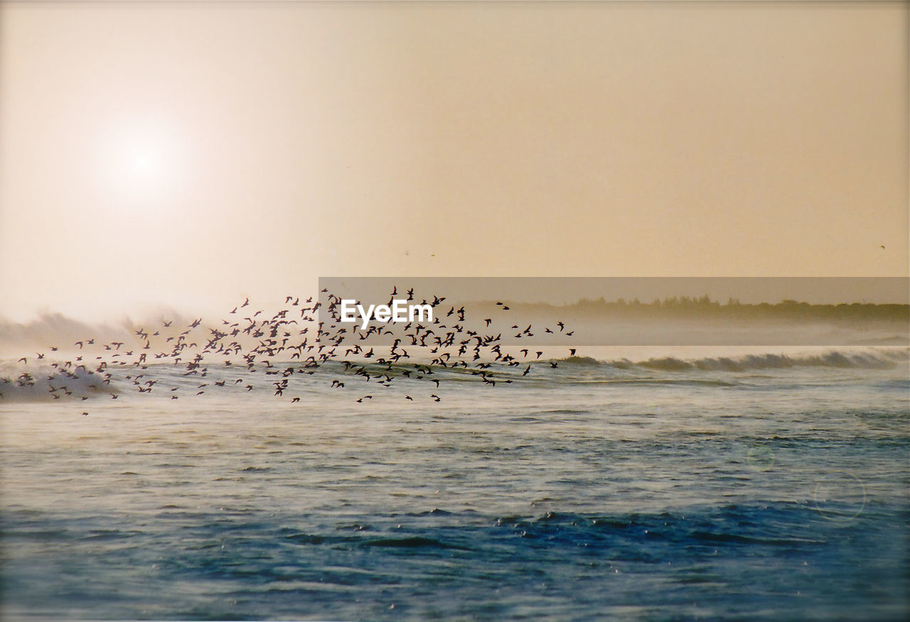 VIEW OF BIRDS FLYING OVER SEA