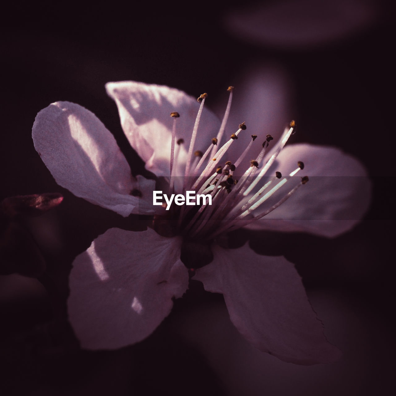 Close-up of purple flowering plant