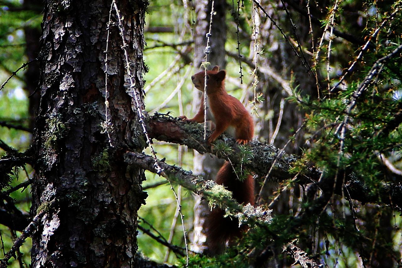 Squirrel on tree branch