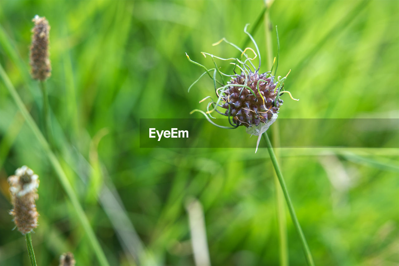 CLOSE-UP OF PURPLE FLOWER ON PLANT