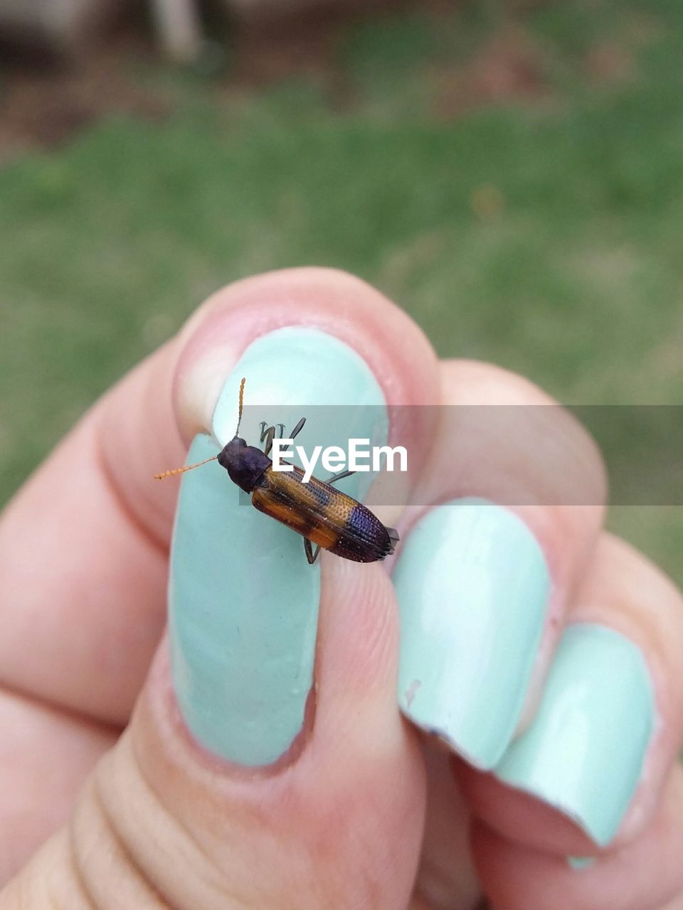 Cropped image of woman holding beetle