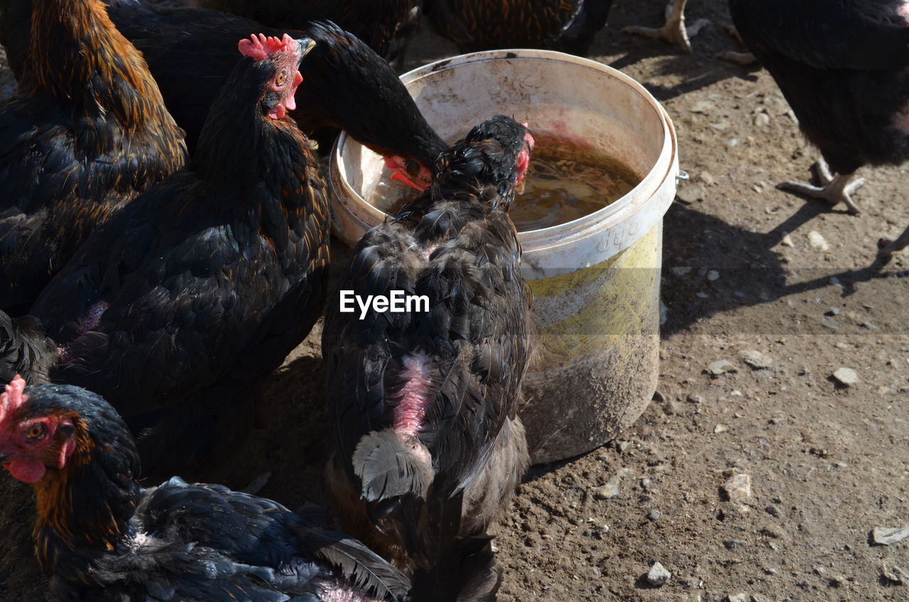 High angle view of chickens