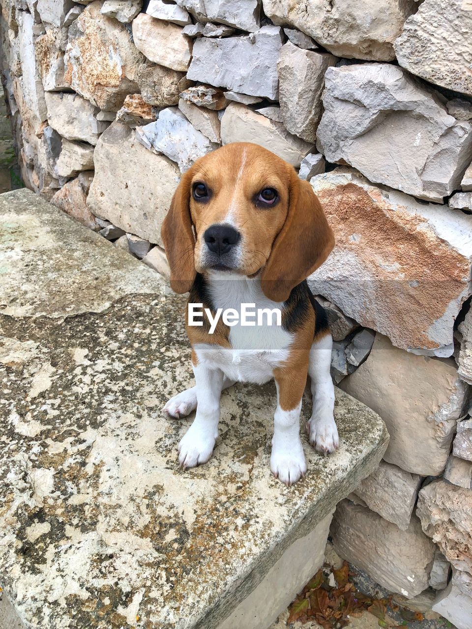 PORTRAIT OF DOG SITTING ON WALL