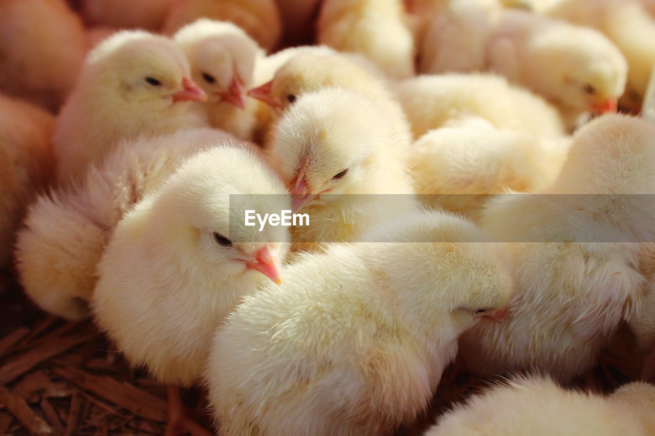 Close-up of baby chickens in poultry farm