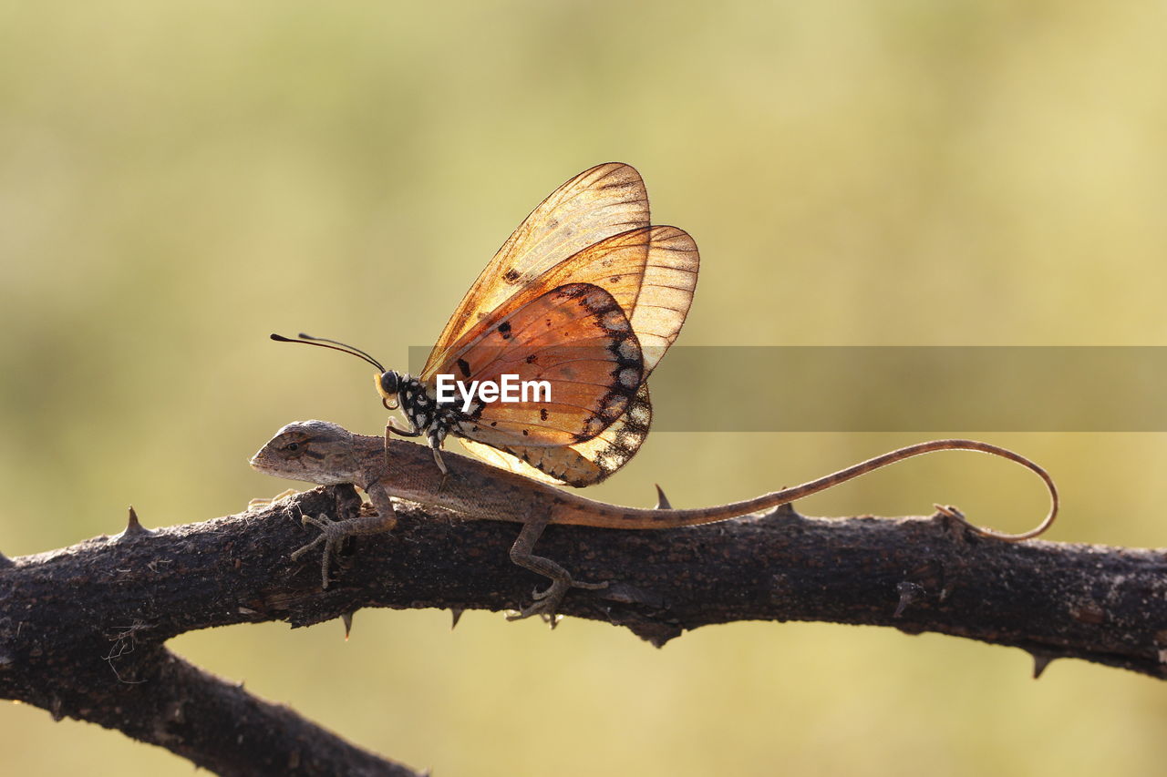 CLOSE-UP OF BUTTERFLY PERCHING ON A TREE