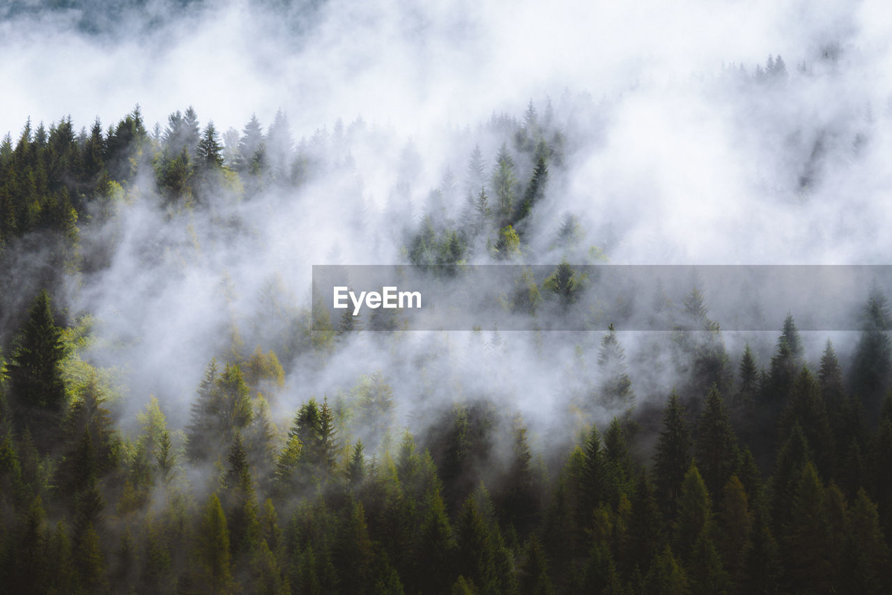 Panoramic view of pine trees against sky