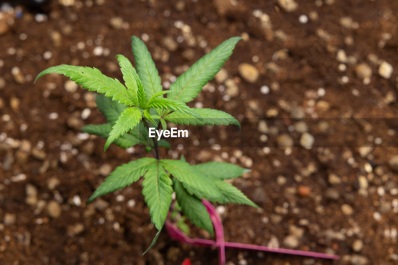 leaf, plant, plant part, soil, nature, growth, flower, green, no people, close-up, day, beauty in nature, outdoors, high angle view, focus on foreground, produce, herb, wildflower, food and drink, medicine, dirt, food, freshness, land, field