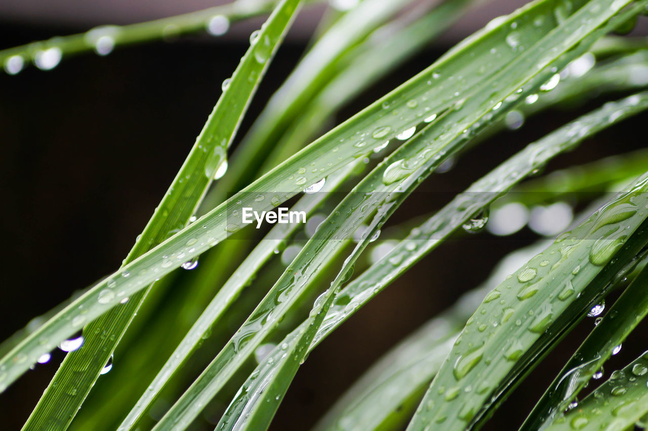 Close-up of wet plant leaves during rainy season