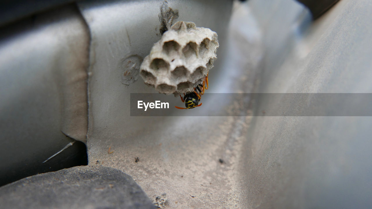 CLOSE-UP OF BEE ON THE LAND