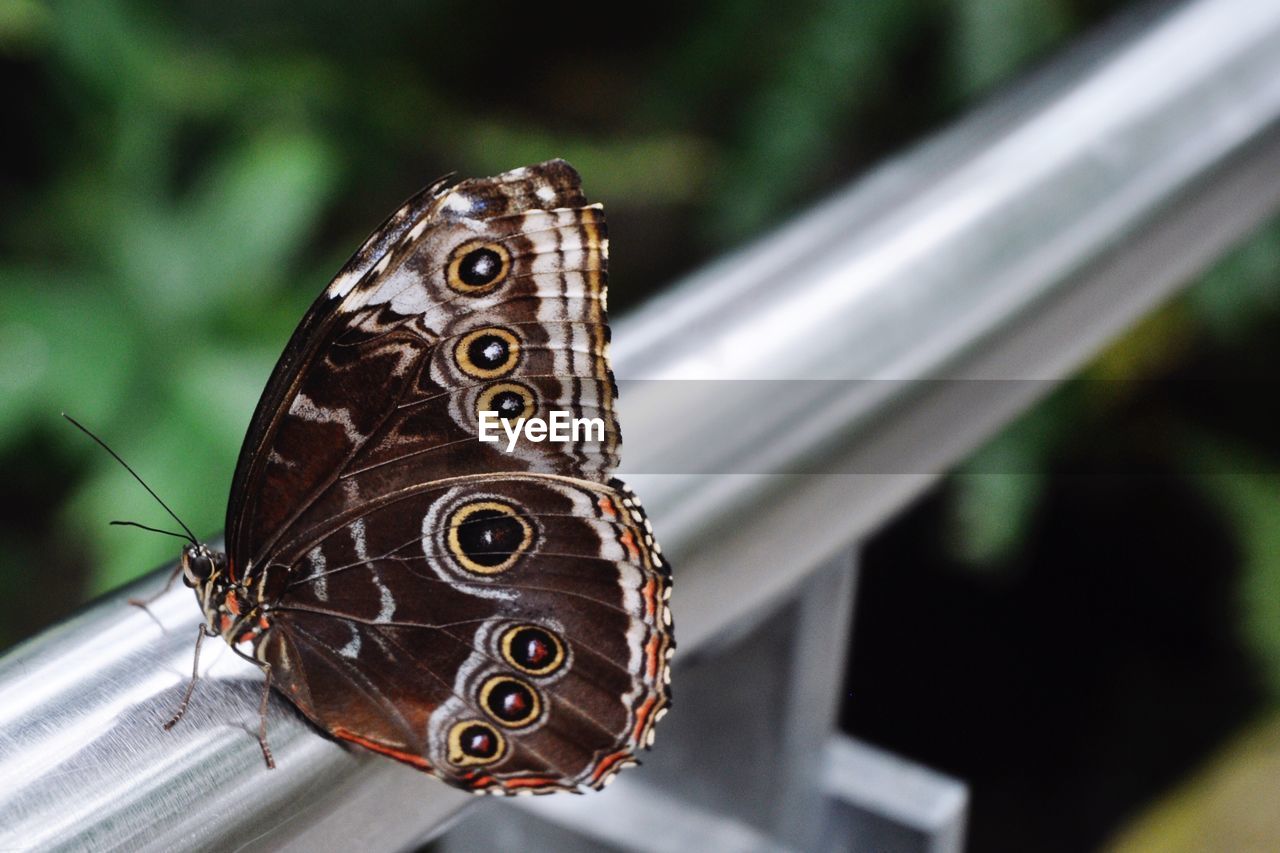 Close-up of butterfly perching outdoors