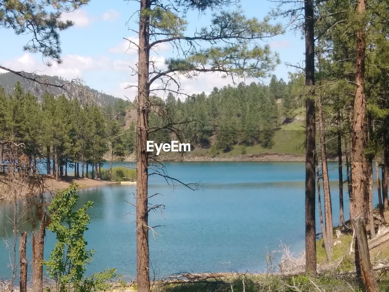 SCENIC VIEW OF LAKE BY TREES IN FOREST