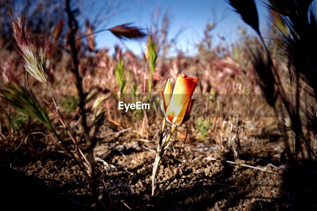 CLOSE-UP OF PLANT AGAINST BLURRED BACKGROUND