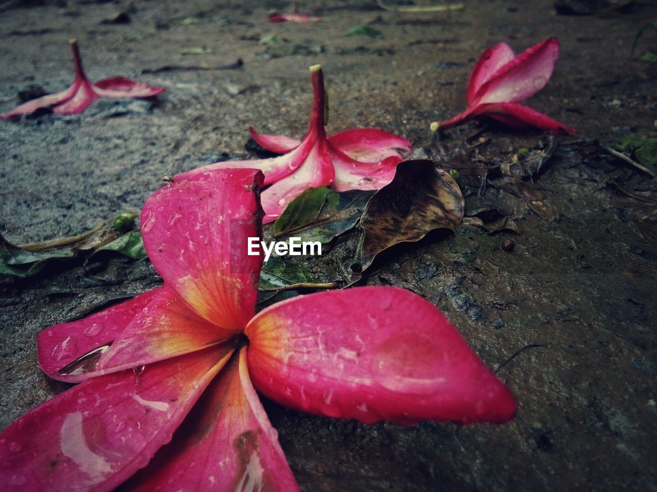 Close-up of fallen frangipani on wet field