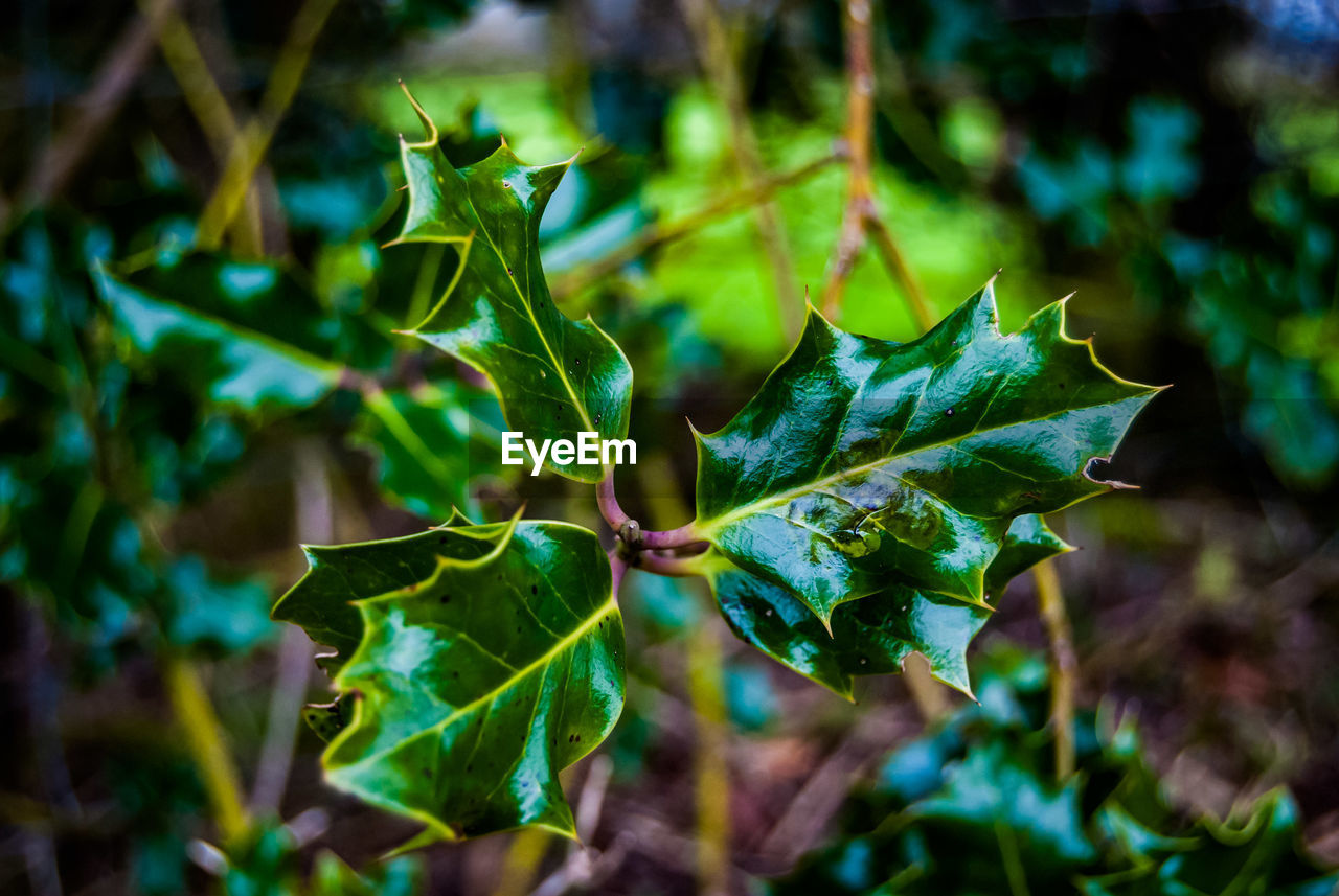 Close-up of common holly plant