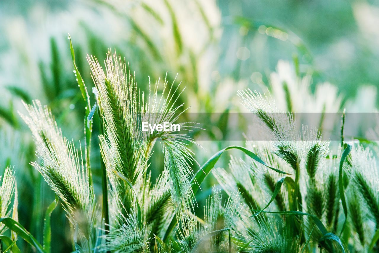 Close-up of fresh green plants