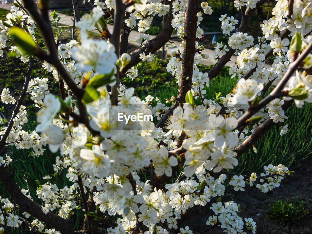 CLOSE-UP OF WHITE CHERRY BLOSSOM TREE IN SPRING