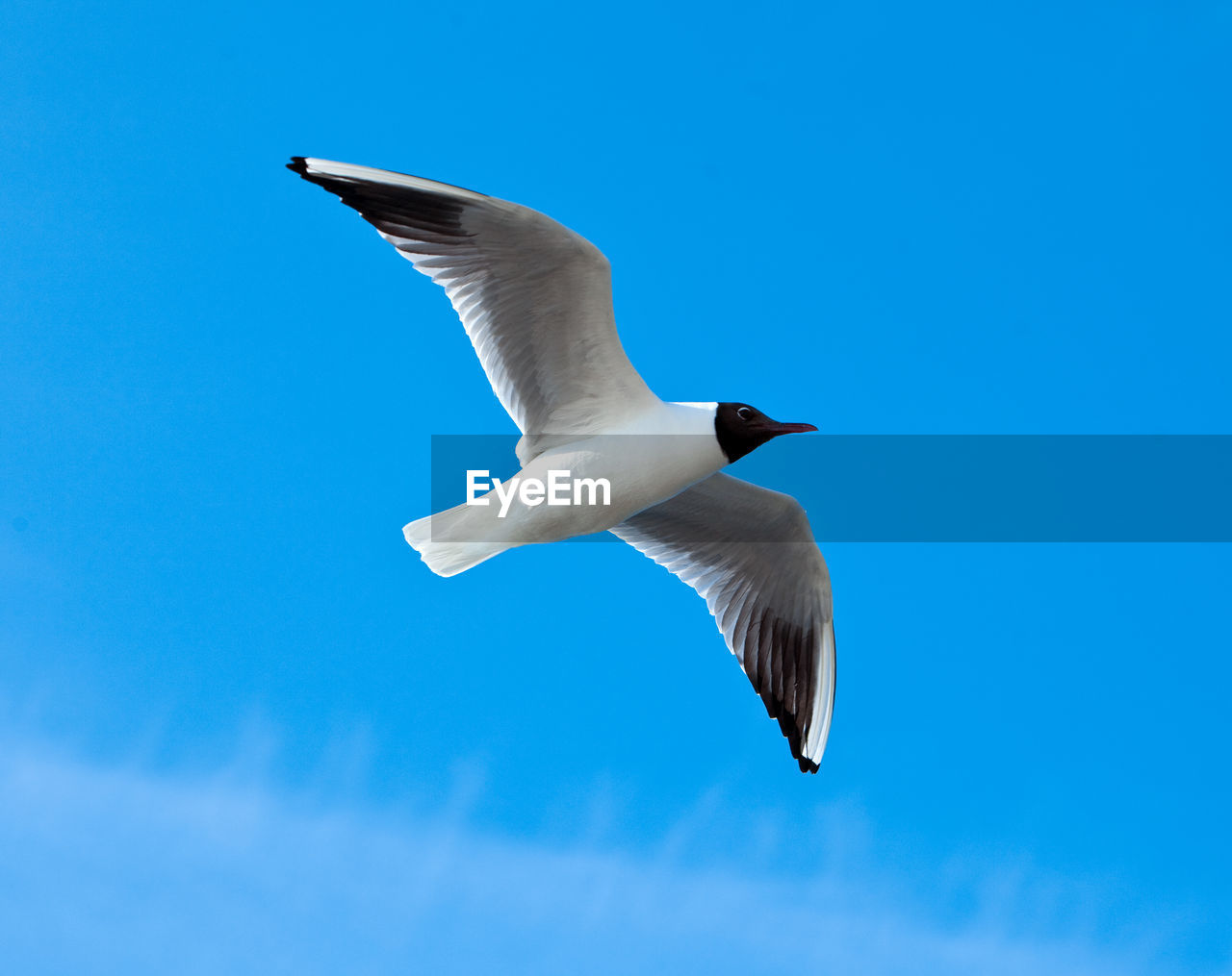 Low angle view of black-headed gull flying against clear blue sky