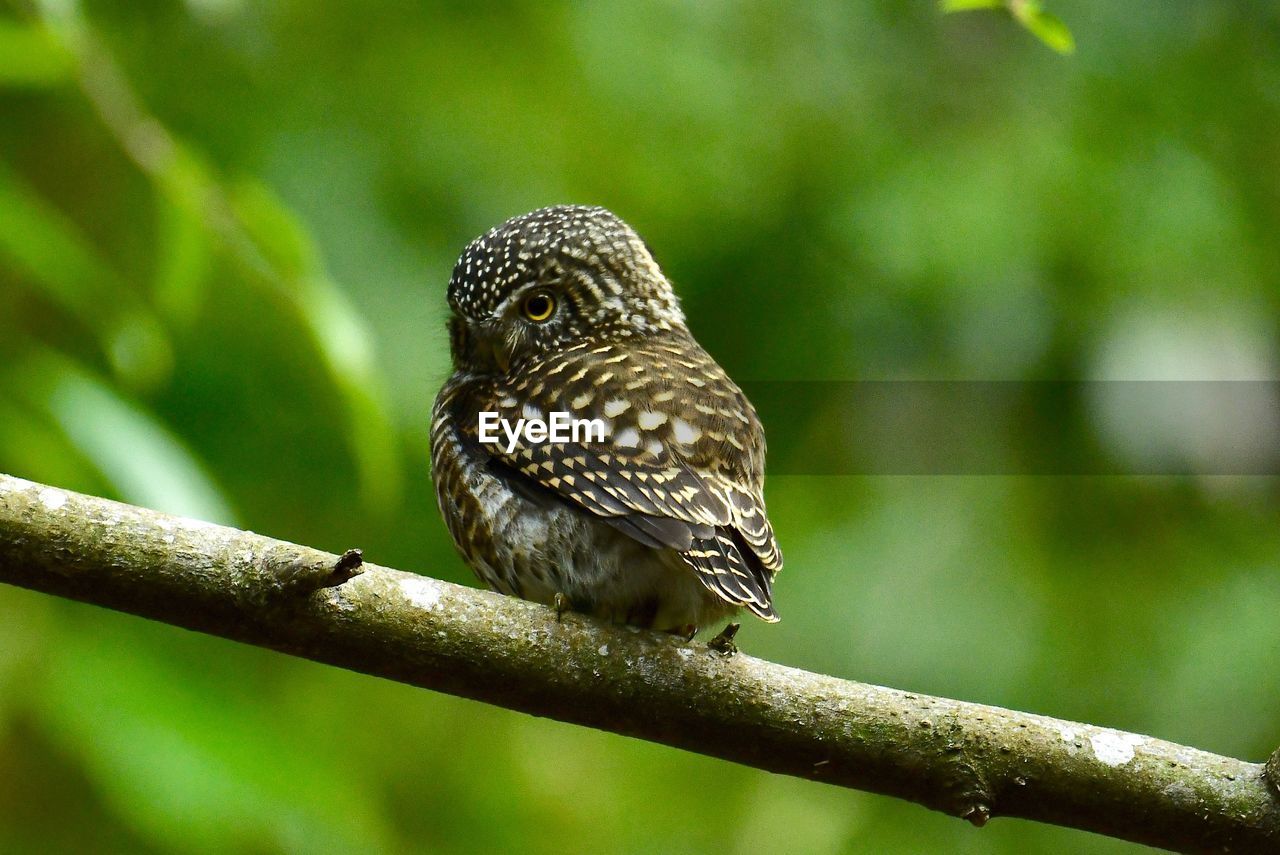 CLOSE-UP OF A BIRD PERCHING ON BRANCH