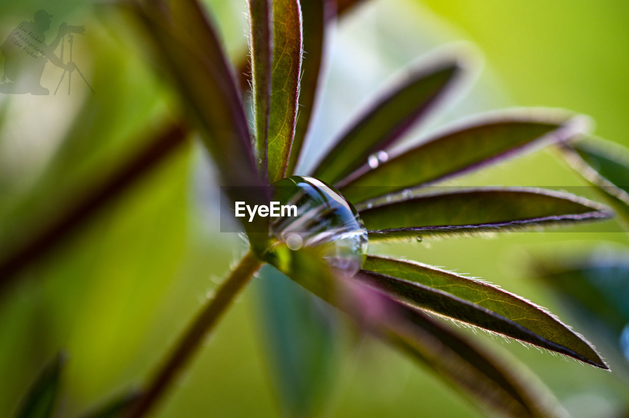 CLOSE-UP OF WATER DROPS ON PLANT