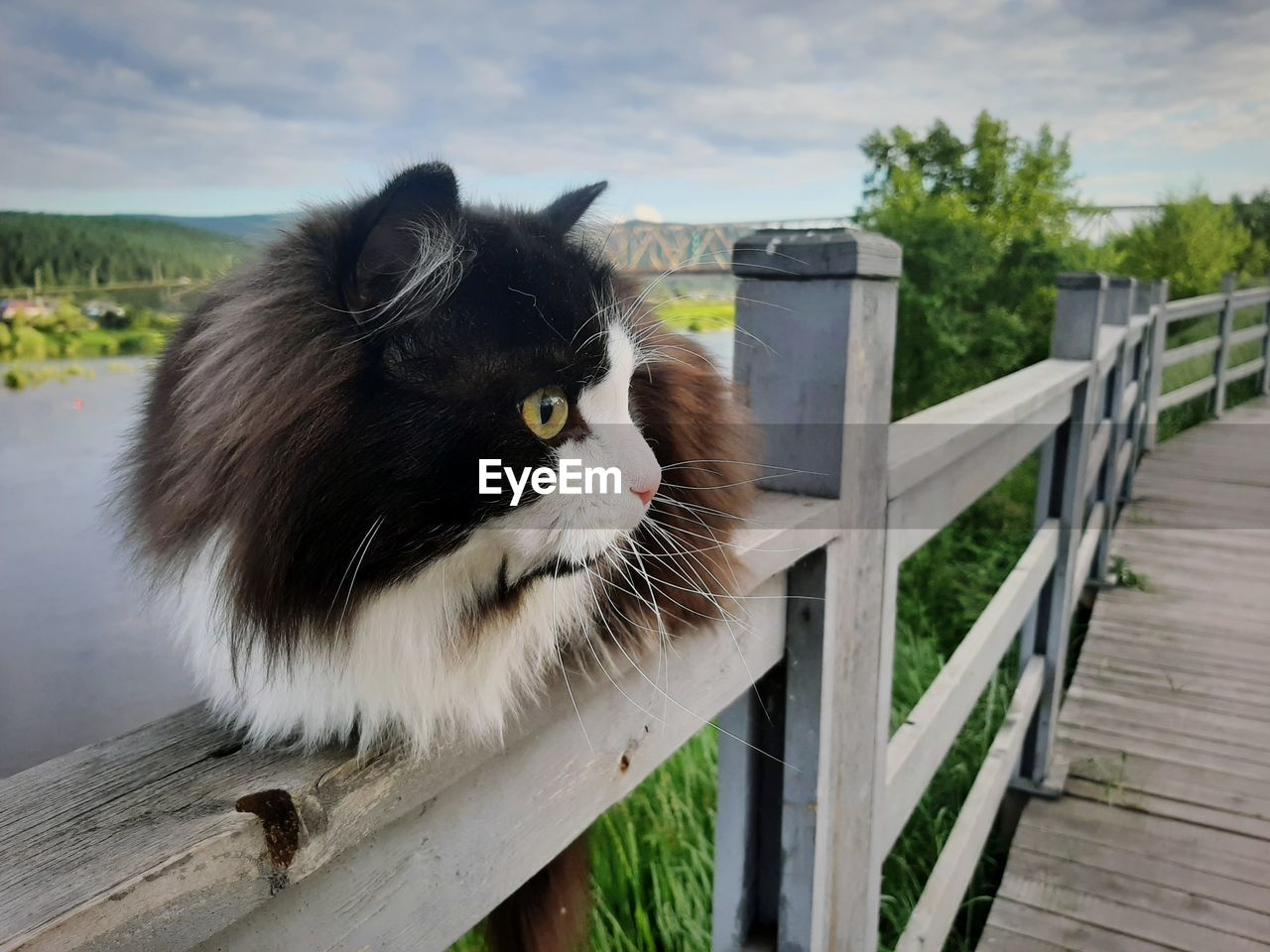 CLOSE-UP OF CAT LOOKING AWAY