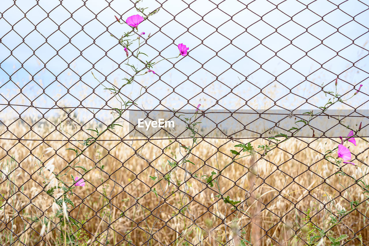 Plants growing on field seen through chainlink fence