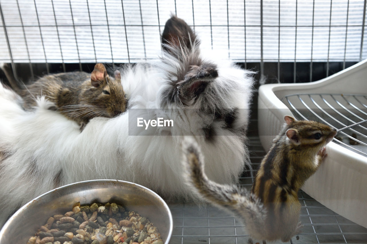 Close-up of chipmunks and rabbit in cage