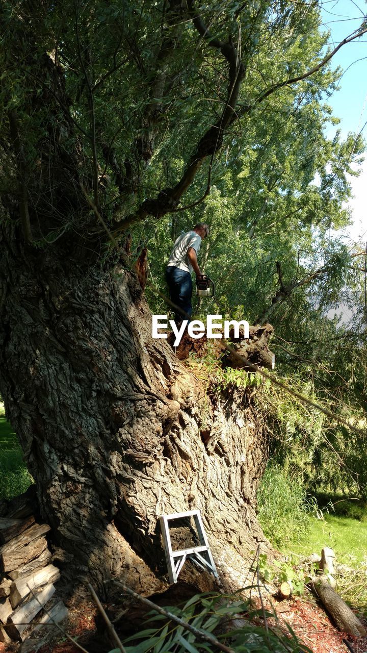 PERSON HANGING ON TREE IN FOREST