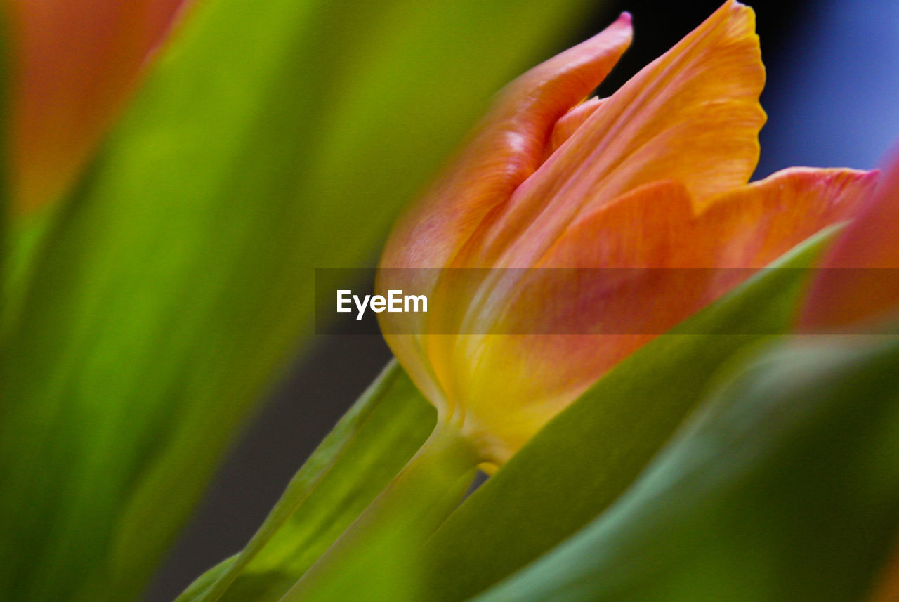 Close-up of orange tulpe