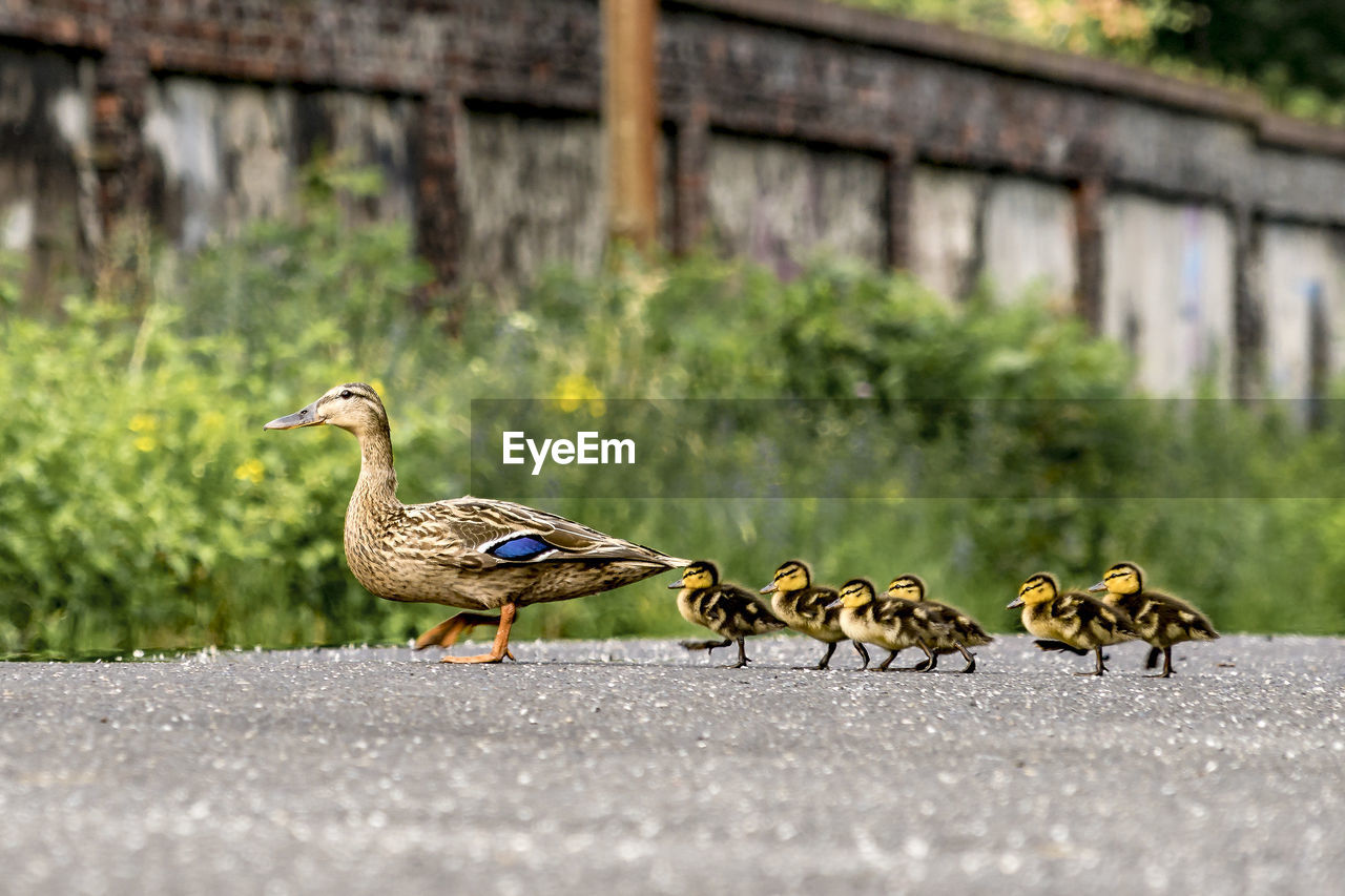 Ducks on road