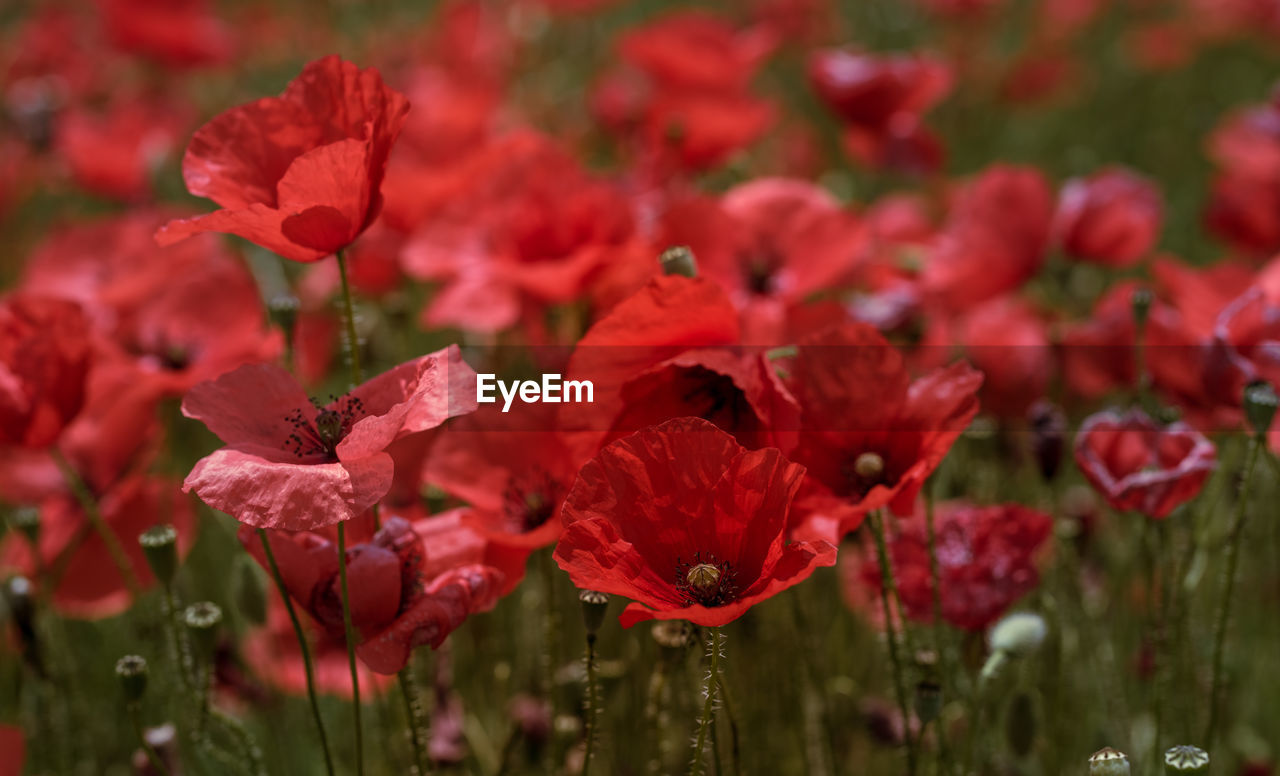 close-up of red flowering plant on field