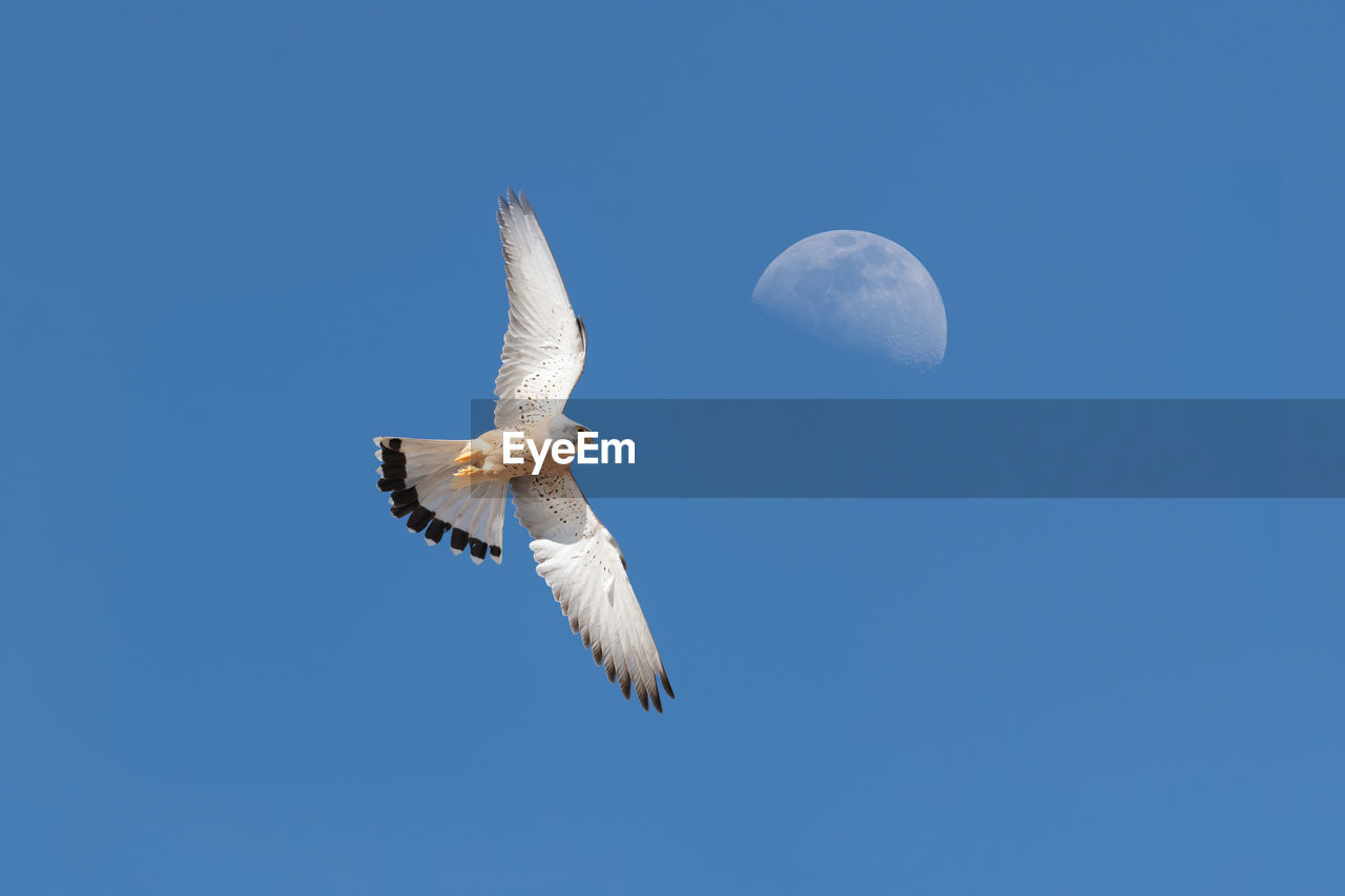 Low angle view of seagull flying against clear blue sky